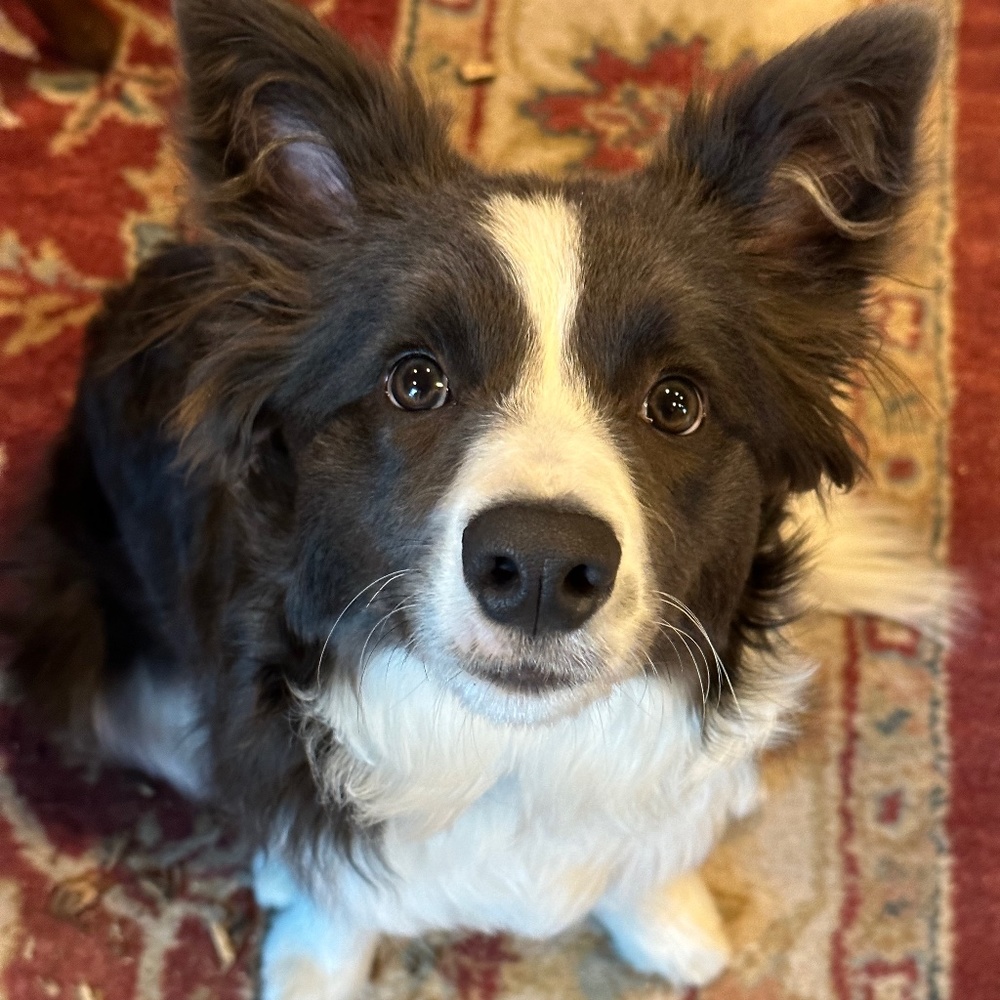 Meet your Posher, Matthew